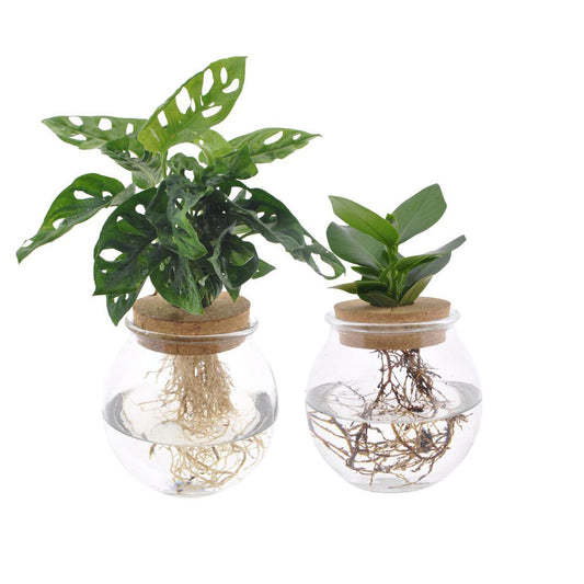 Bolglas Duo Monstera Adansonii/Clusia - 2 Stück - Ø12cm - ↕30 cm