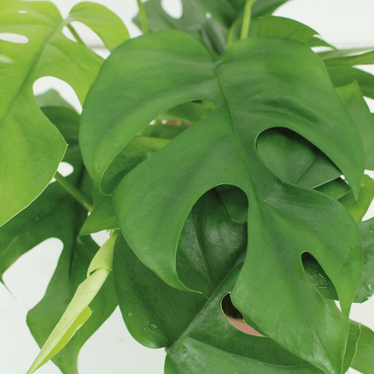 Monstera Minima - Lochpflanze - 2 Stück - ø15cm - ↕25cm