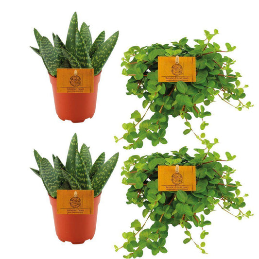 2x Aloe Paradisicum + 2x Peperomia Rotundifolia - 4 Stück - Ø10,5cm - ↕10cm