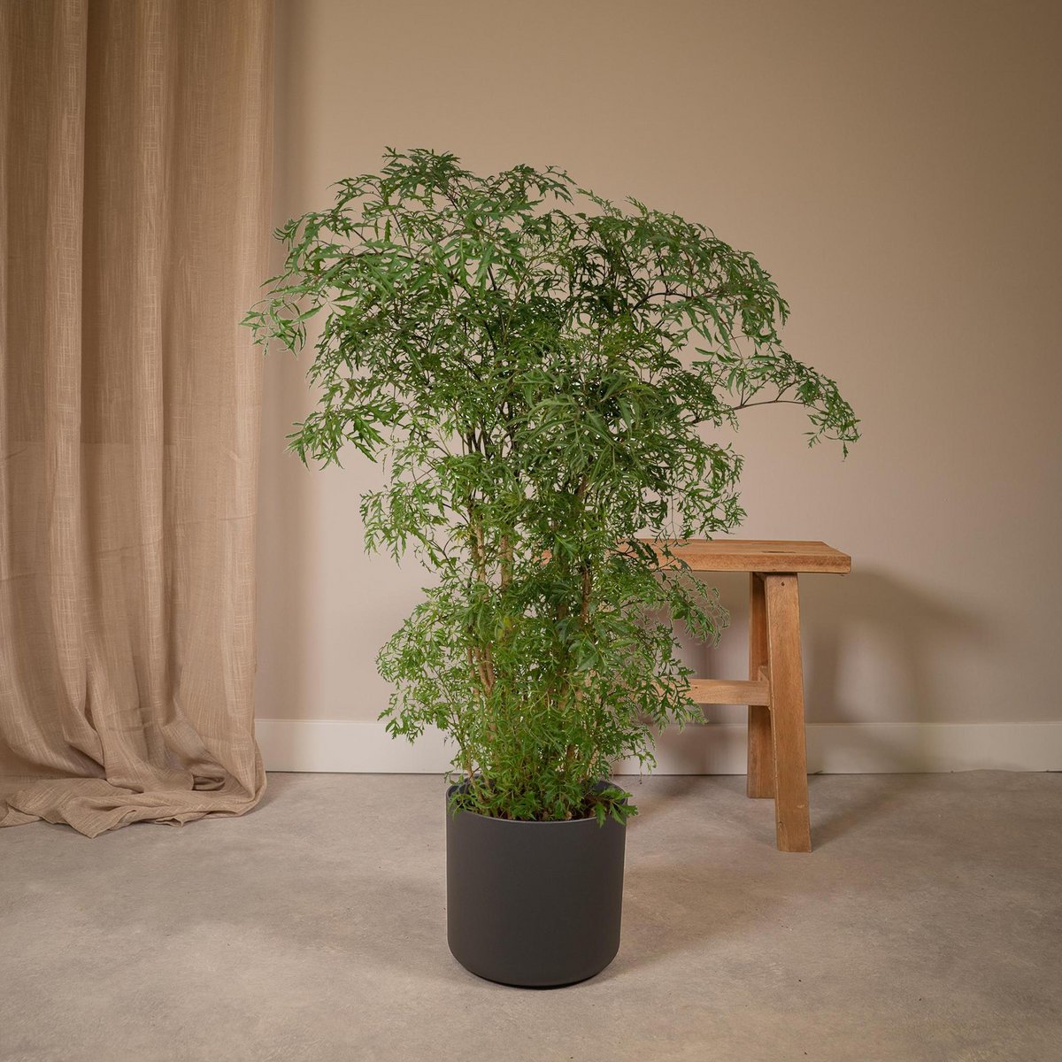 Polyscias Fruticosa - Aralia - Ø21cm - ↕75cm