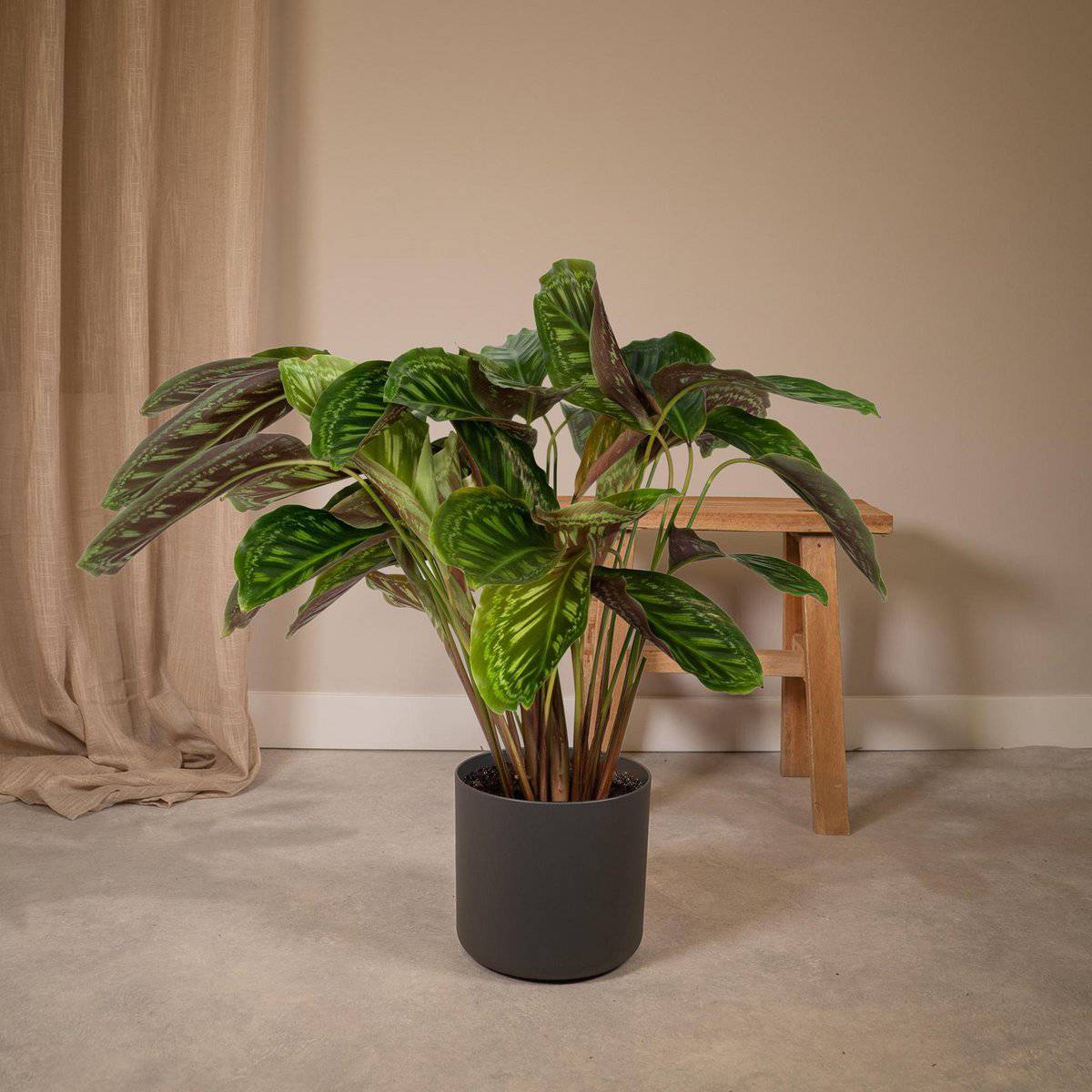 Calathea Flamestar - Ø19cm - ↕75cm - HOLE-X-WORLD