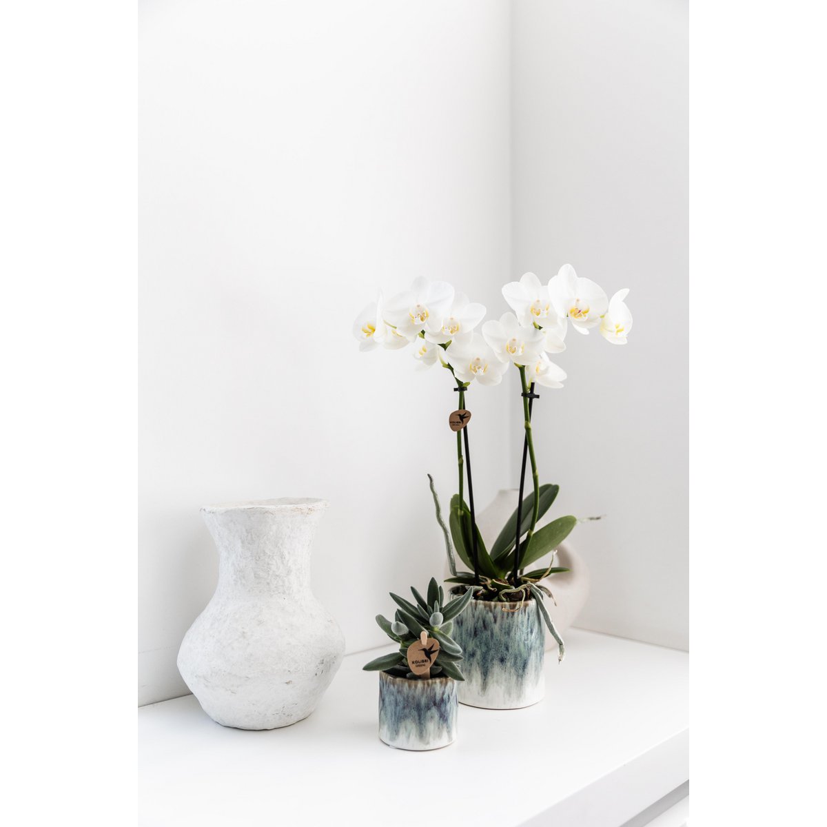 Kolibri-Orchideen | weiße Phalaenopsis-Orchidee – Amabilis + Sky Topf – Topfgröße Ø9cm – 40cm hoch | Blühende Zimmerpflanze im Blumentopf – frisch vom Züchter