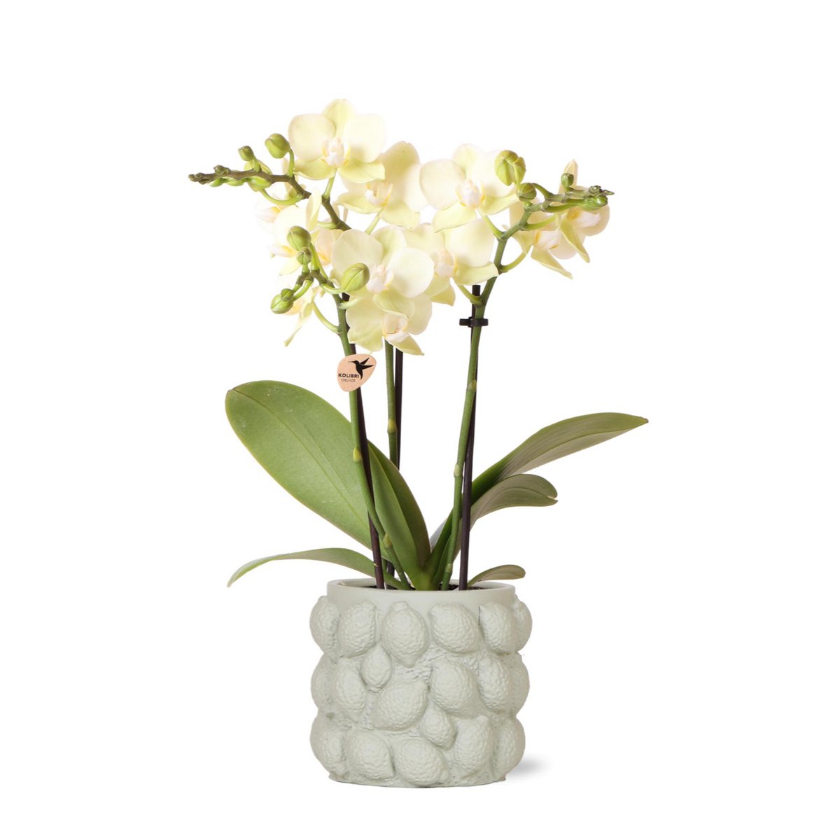 Kolibri-Orchideen | gelbe Phalaenopsis-Orchidee – Mexiko + Zitrus-Ziertopf grün – Topfgröße Ø9cm – 40cm hoch | Blühende Zimmerpflanze im Blumentopf – frisch vom Züchter