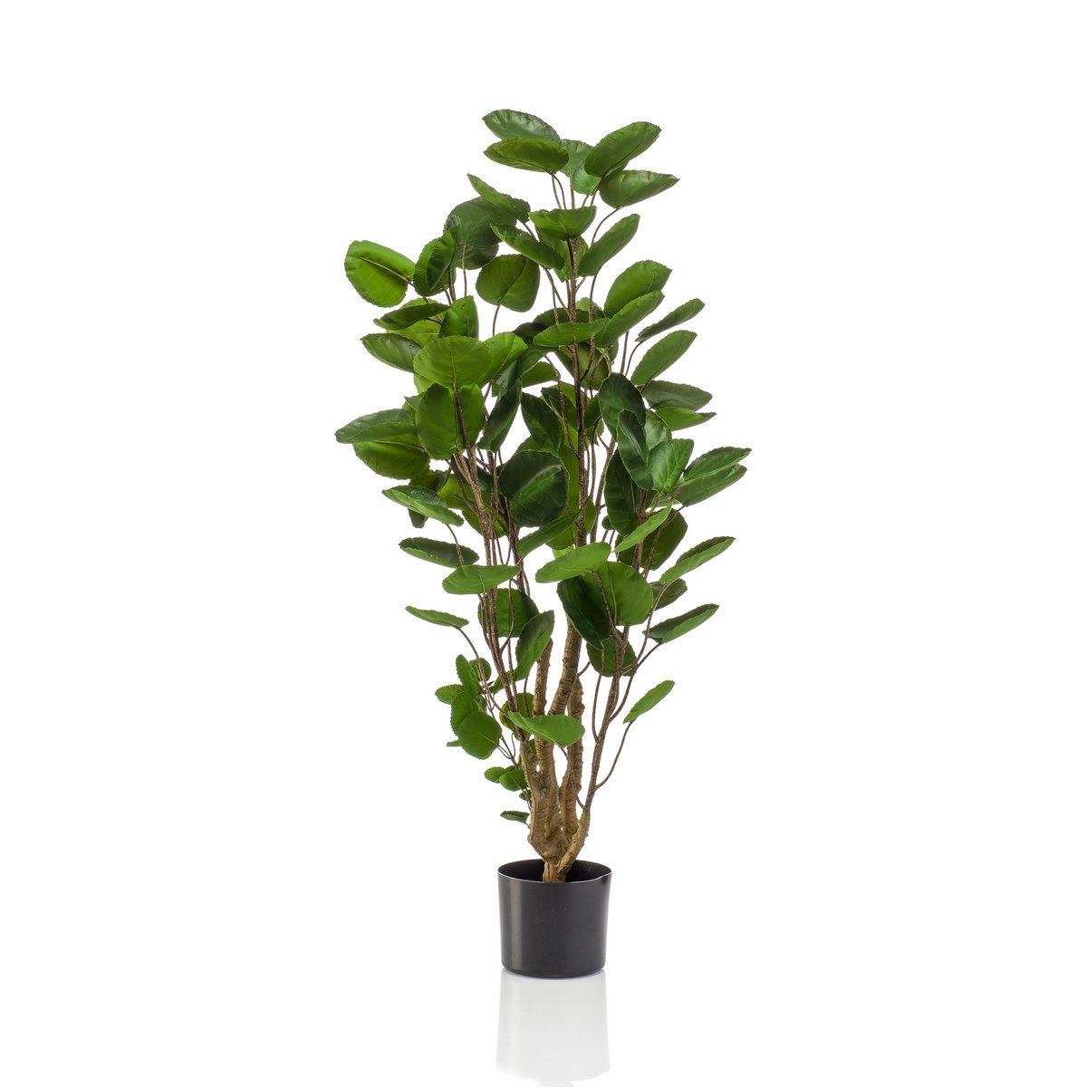 Künstliche Pflanze - Polyscias - Aralia - 105 cm