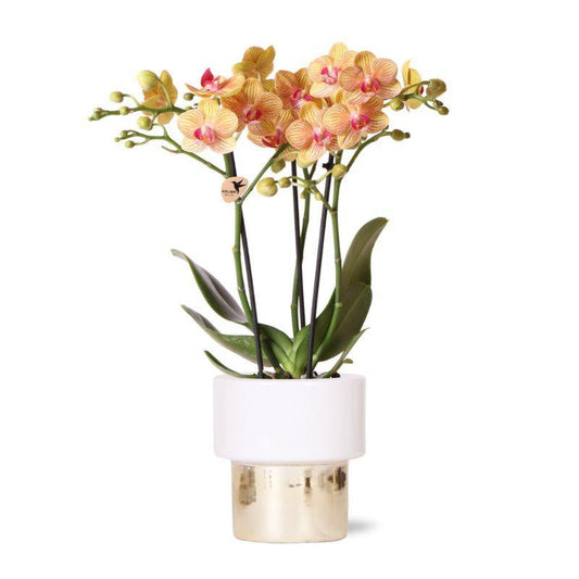 Kolibri-Orchideen | weiße Phalaenopsis-Orchidee – Jamaika + üppiger Topf – Topfgröße Ø9 cm – 40 cm hoch | Blühende Zimmerpflanze im Blumentopf – frisch vom Züchter