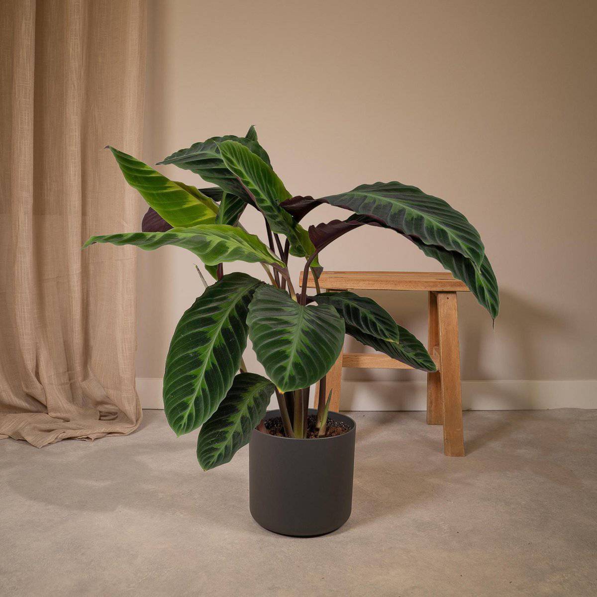 Calathea Warscewiczii - Pfauenpflanze - Ø19cm - ↕70cm - HOLE-X-WORLD