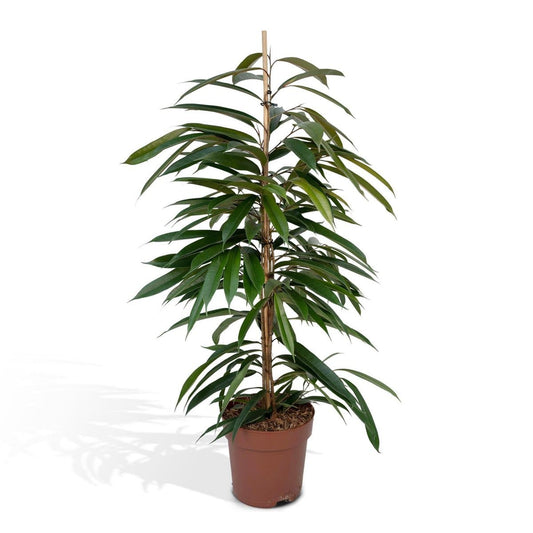 Ficus Amstel King – Trauerfeige – ø21cm – ↕100cm - HOLE-X-WORLD