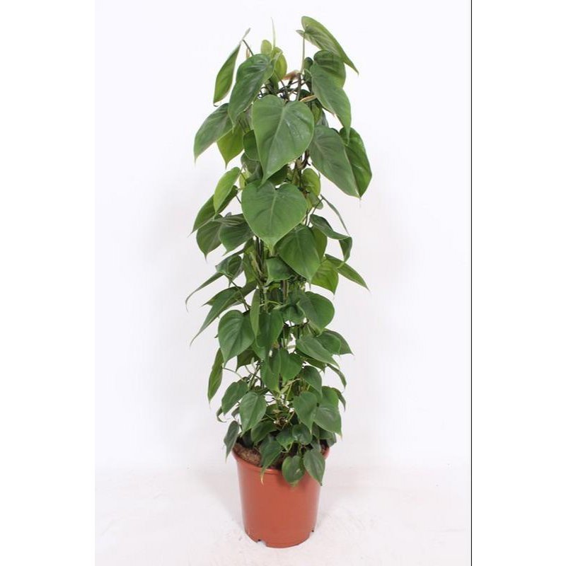 Philodendron Scandens - Ø24cm - ↕120cm