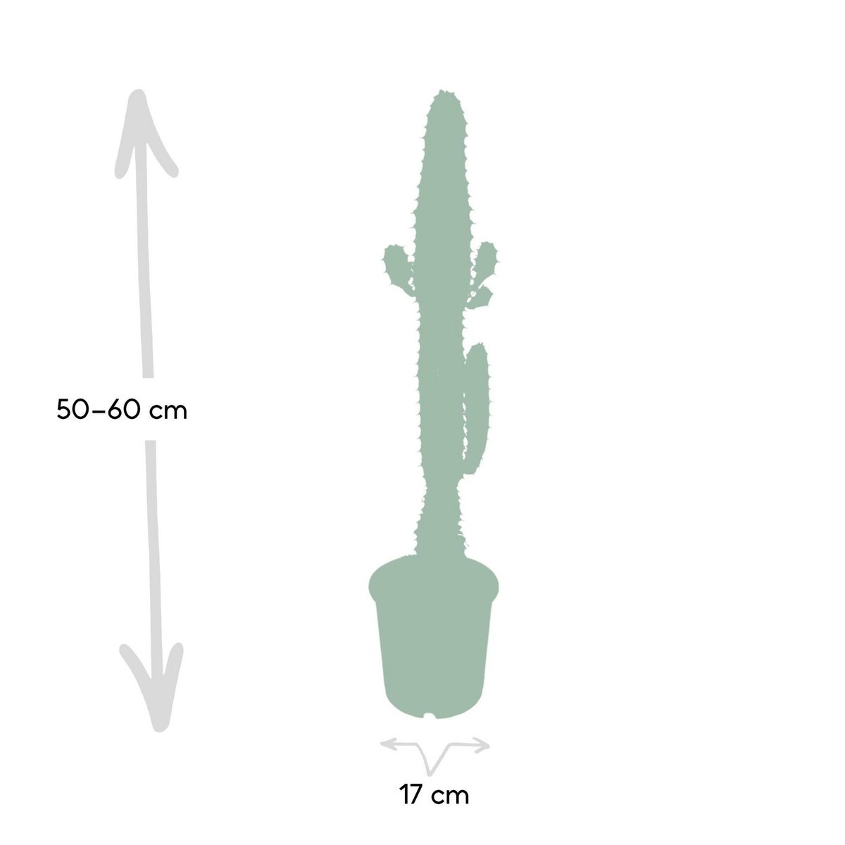 Euphorbia Acrurensis - Kaktus - Ø17cm - ↕50cm