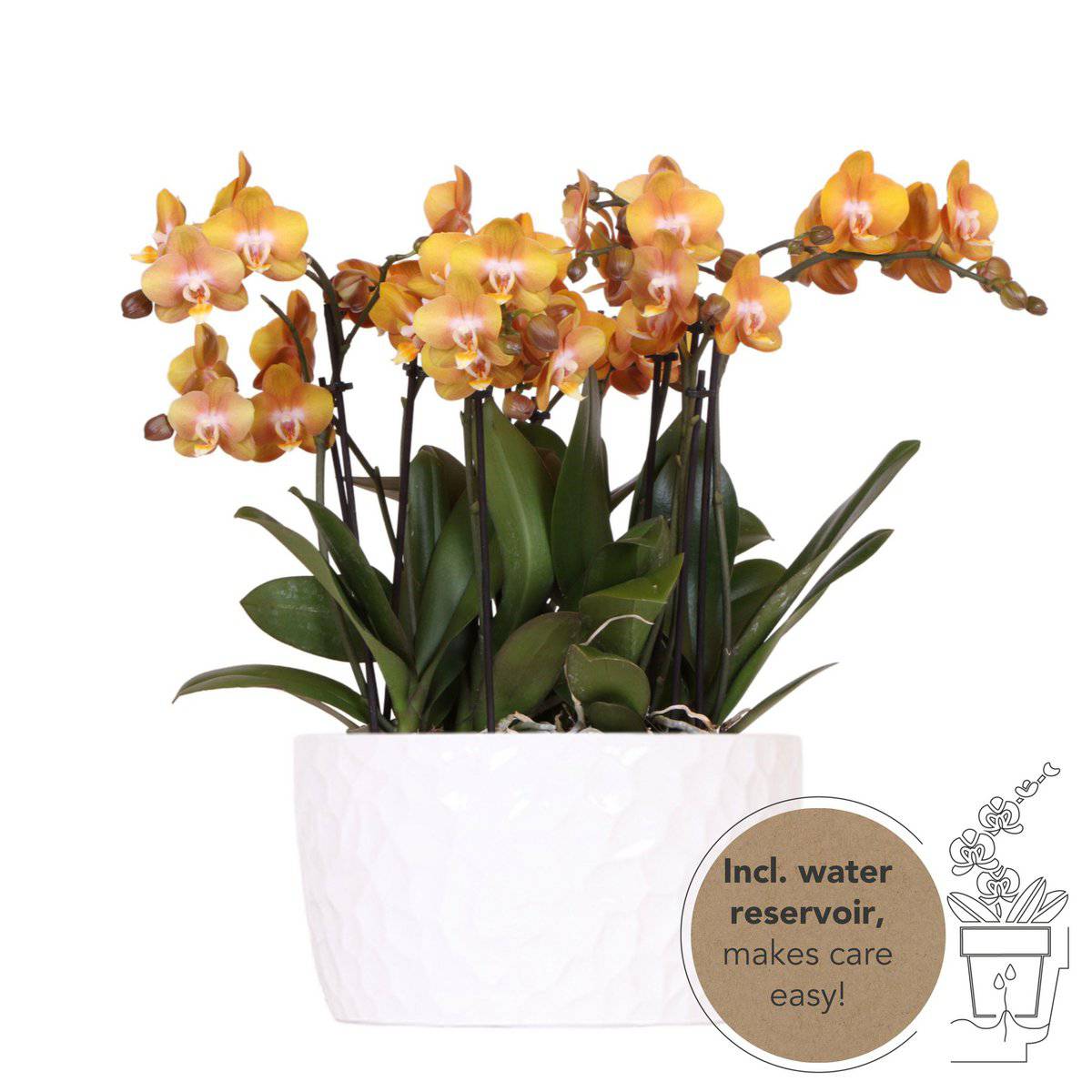 Kolibri-Orchideen | Orangefarbenes Orchideen-Set in Honigschale inkl. Wasserreservoir | drei orangefarbene Orchideen Las Vegas12cm | Mono Bouquet weiß mit autarkem Wasserreservoir - HOLE-X-WORLD