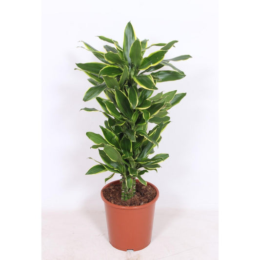 Dracaena Golden Coast – Ø27cm – ↕110cm