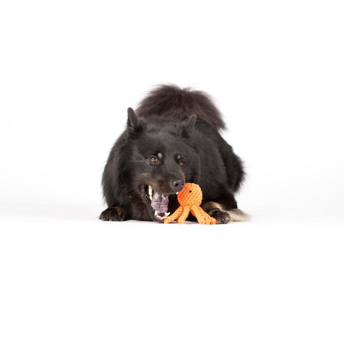 Thaddäus Tintenfisch Seilspielzeug - Hund Orange 13x7x7 cm
