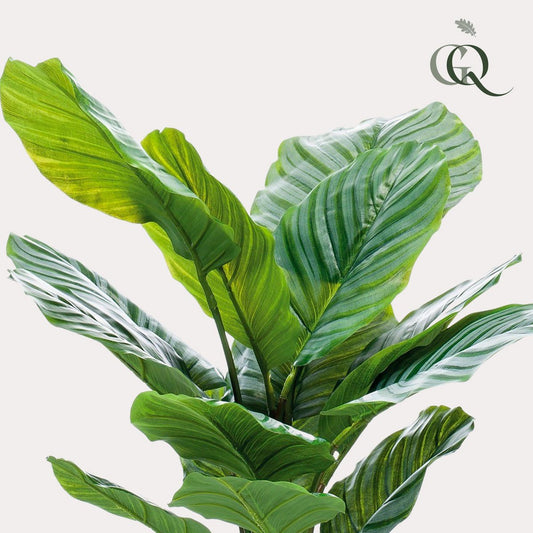 Kunstpflanze - Calathea Orbifolia - Schattenpflanze - 60 cm