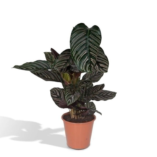 Calathea Ornata - Ø19cm - ↕75cm - HOLE-X-WORLD