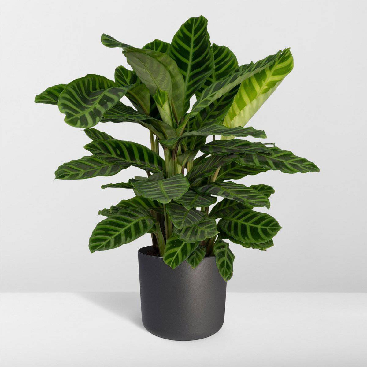 Calathea Zebrina - Ø19cm - ↕80cm - HOLE-X-WORLD