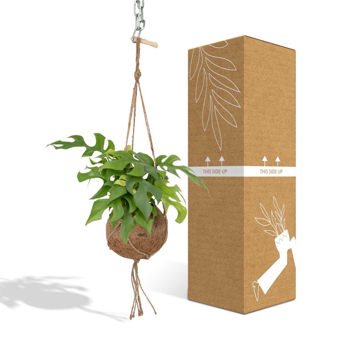 Kokodama Monstera Minima Hang – Lochpflanze – Ø15 cm – ↕25 cm