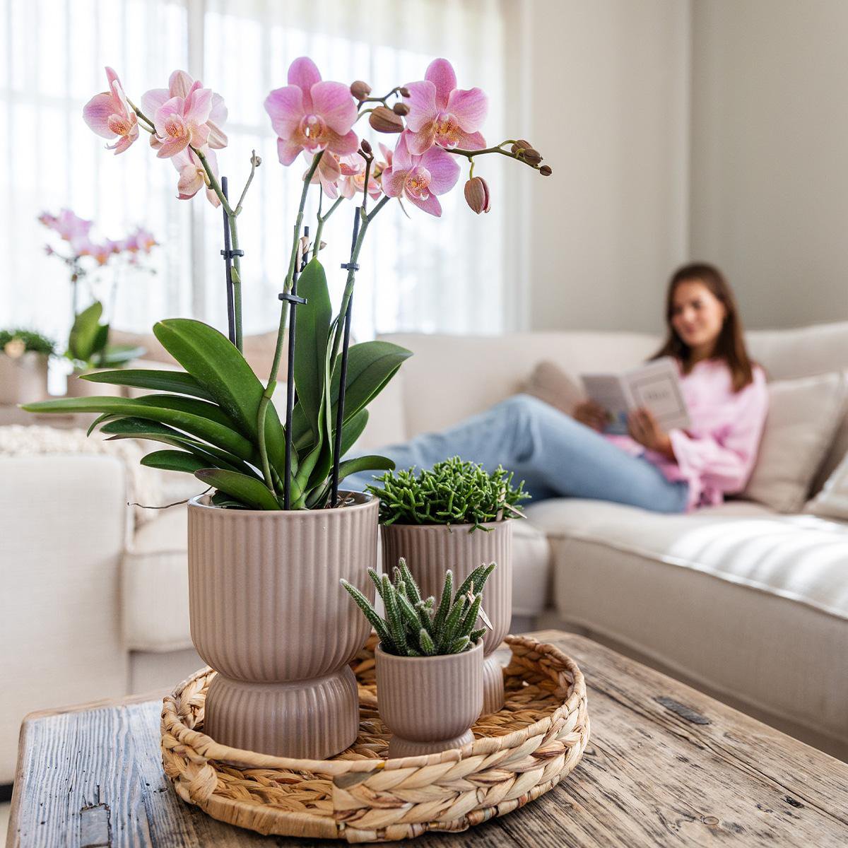 Kolibri-Orchideen | gelbe Phalaenopsis-Orchidee - Mexiko + Diabolo-Topfsand - Topfgröße Ø9cm | blühende Zimmerpflanze – frisch vom Züchter