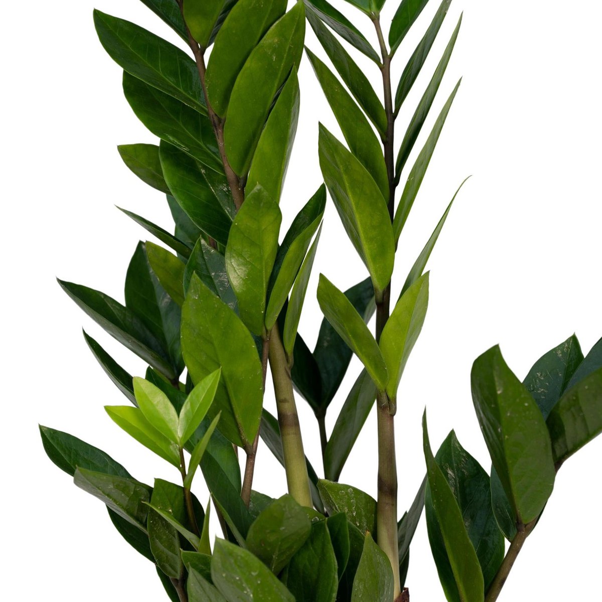 Zamioculcas Zamiifolia - Smaragdpalme - ø12cm - ↕40cm