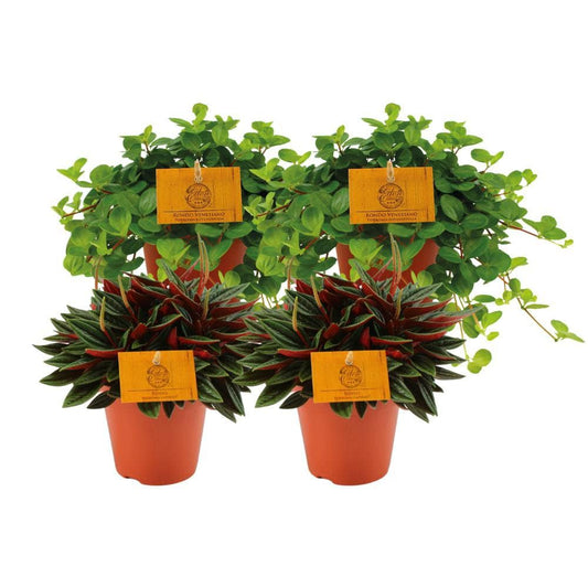 2x Peperomia Rosso + 2x Peperomia Rotundifolia - 4 Stück - Ø12cm - ↕20cm - HOLE-X-WORLD