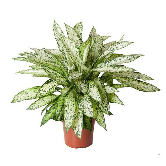 Dieffenbachia Vesuvius - Ø27cm - ↕80cm