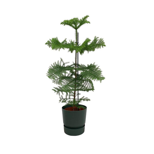 Kombiangebot - Araucaria (gekammert) inklusive elho Greenville Round grün Ø25 - 100 cm - HOLE-X-WORLD