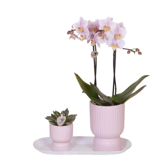 Kolibri-Orchideen | Pflanzenset Floral Blush rosa klein| Grüne Pflanzen mit Phalaenopsis-Orchidee in dekorativen Blumentöpfen in Blush-Rosa und weißem Tablett