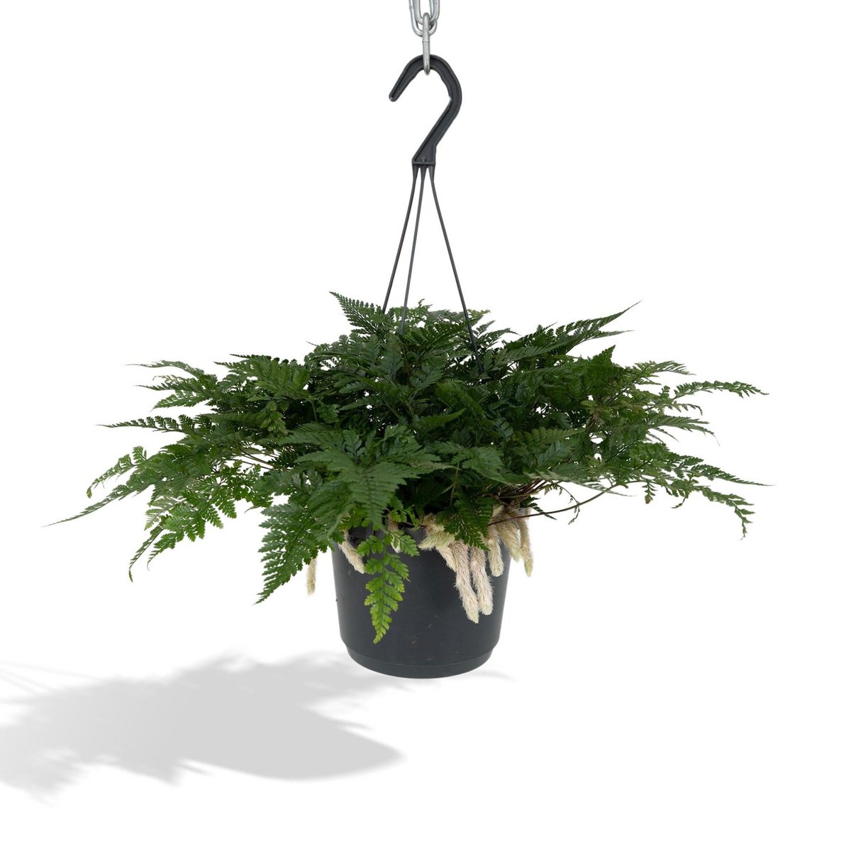 Humata Tyermannii Hang - Hasenfußfarn - Ø17cm - ↕20cm