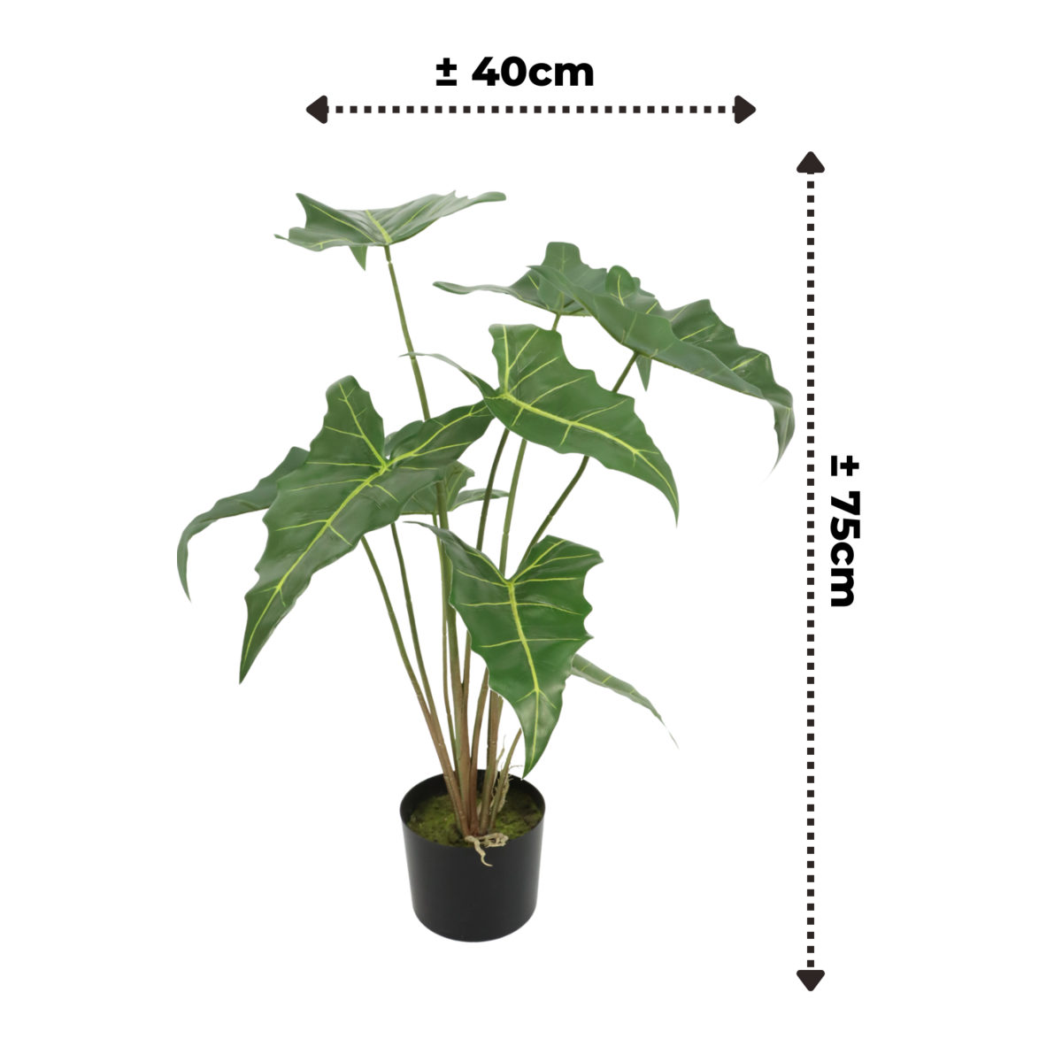 Alocasia Kunstpflanze 75cm