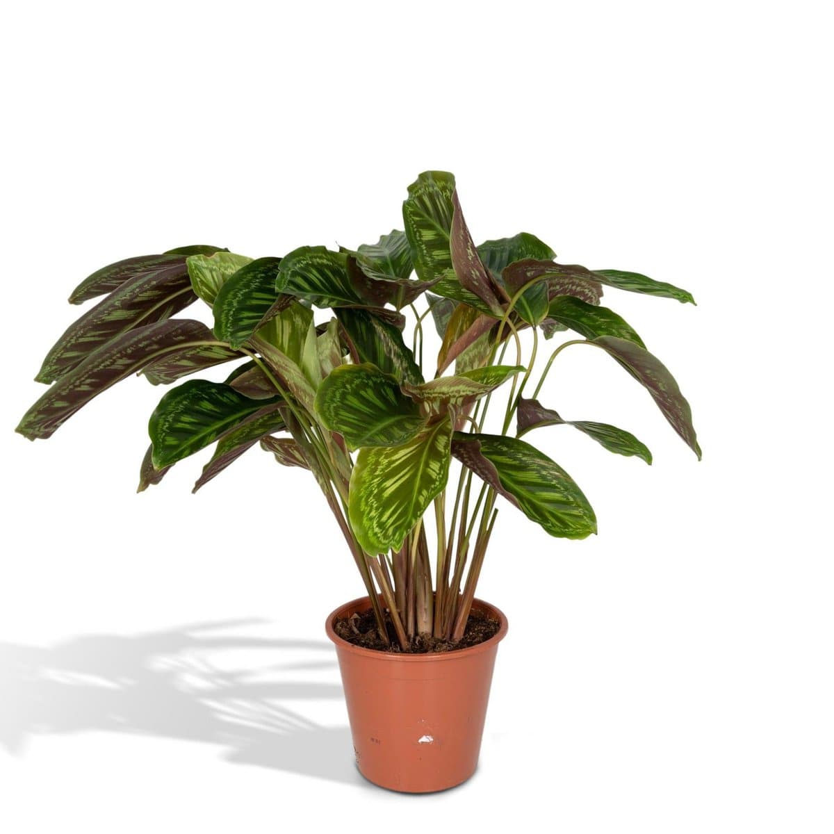 Calathea Flamestar - Ø19cm - ↕75cm - HOLE-X-WORLD