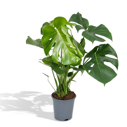 Monstera Deliciosa - Lochpflanze - Ø21cm - ↕65cm