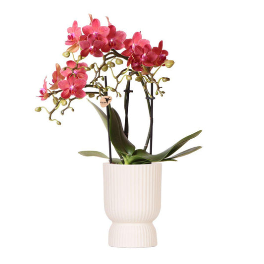 Kolibri-Orchideen | rote Phalaenopsis-Orchidee - Kongo + Diabolo Travertin - Topfgröße Ø9cm | blühende Zimmerpflanze – frisch vom Züchter