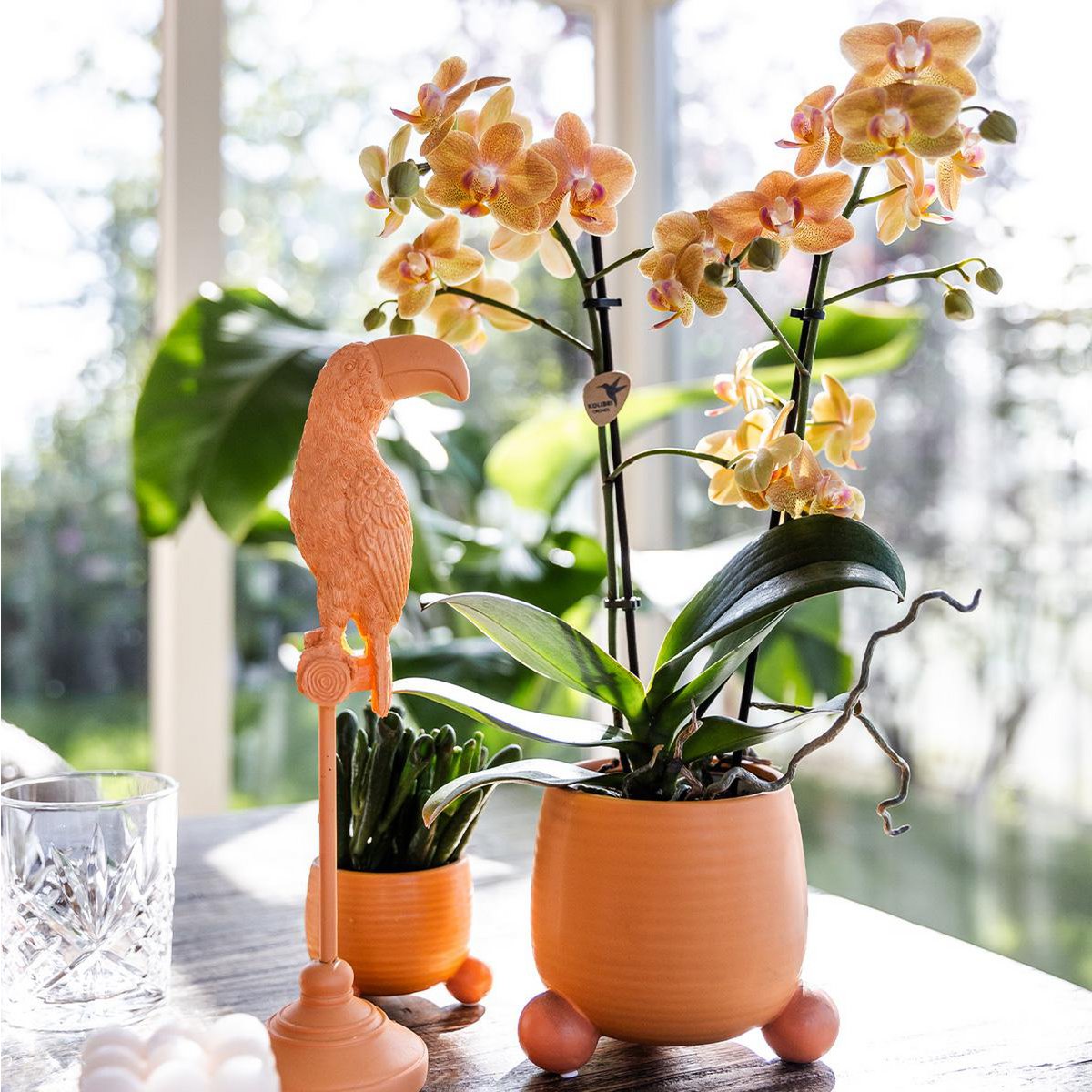 Kolibri-Orchideen | Orangefarbene Phalaenopsis-Orchidee - Mineral Bolzano + Rolling Peach - Topfgröße Ø9cm | blühende Zimmerpflanze – frisch vom Züchter