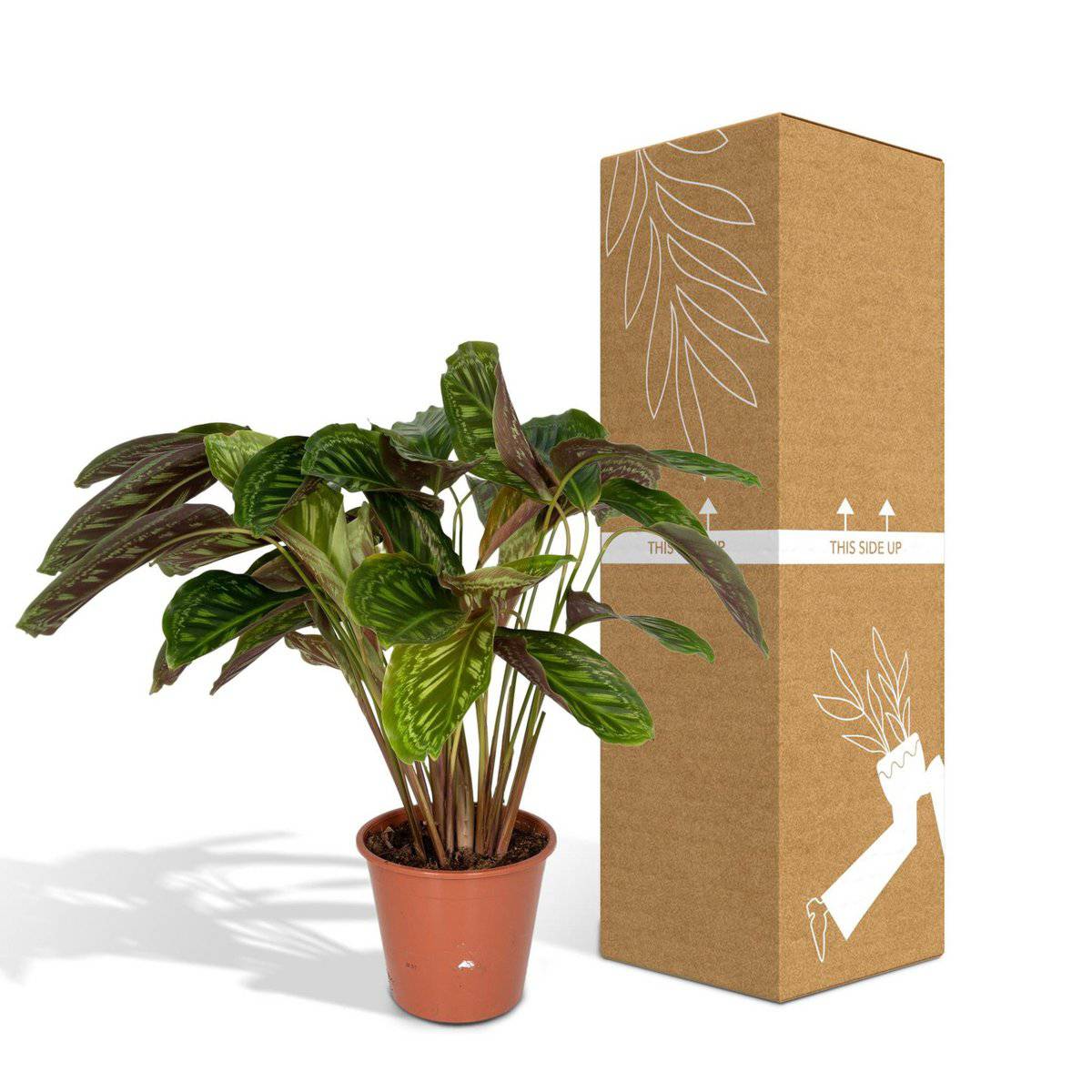 Calathea Flamestar - Ø19cm - ↕75cm - HOLE-X-WORLD