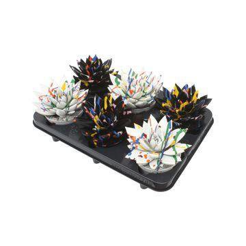 Echeveria Coloured Splash Black&White Mix - 6 Stück - Ø10,5cm - ↕13cm