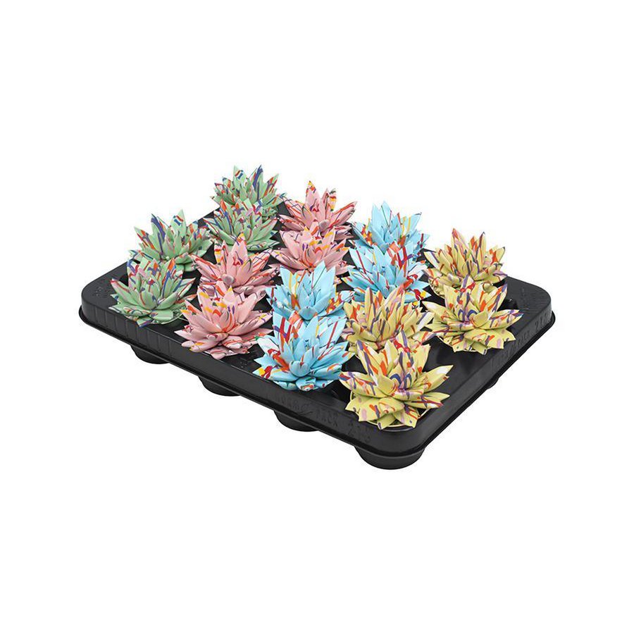 Echeveria Coloured Splash Pastell Mix – 16 Stück – Ø6cm – ↕8cm