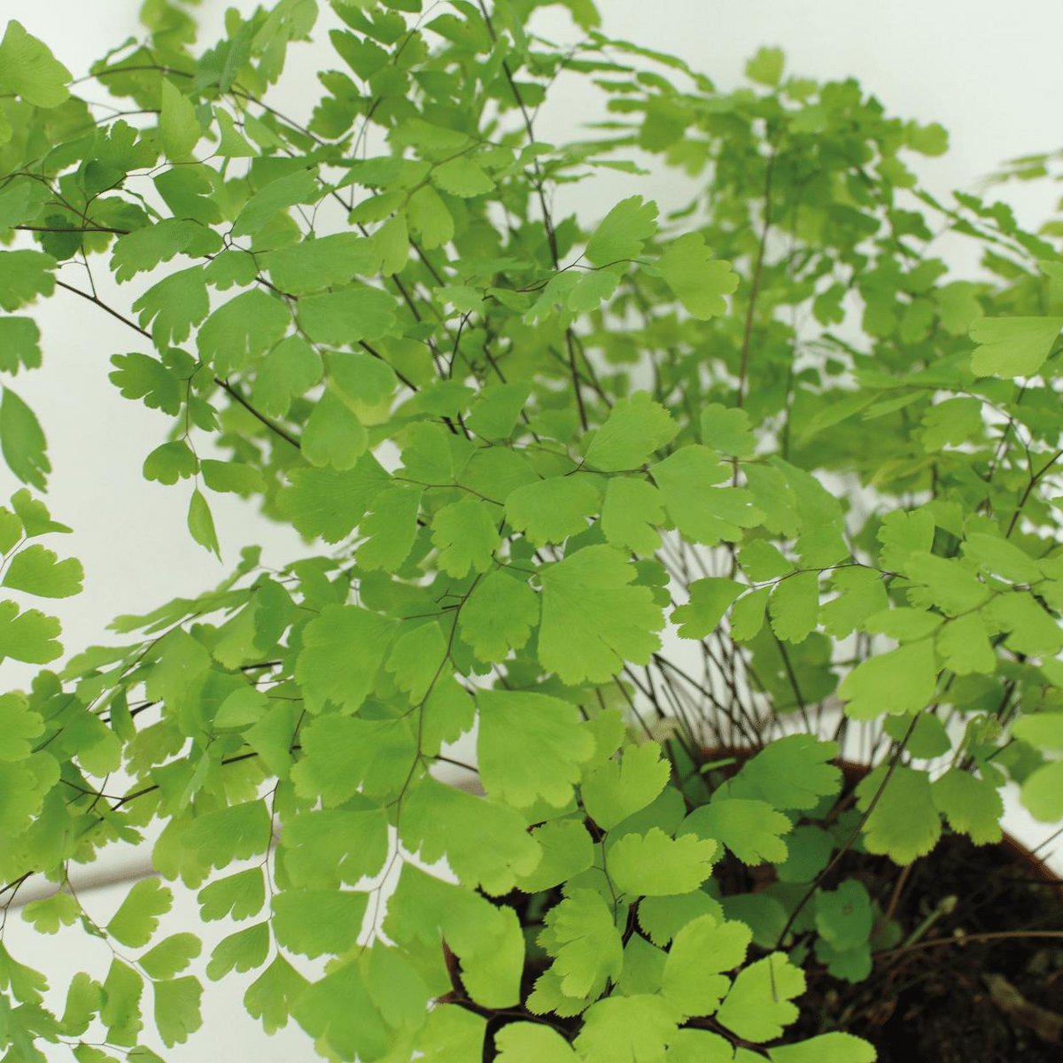 Adiantum Fragrans - Ø17cm - ↕30cm