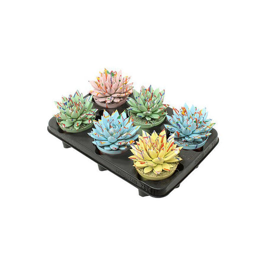 Echeveria Coloured Splash Pastell Mix – 6 Stück – Ø10,5 cm – ↕13 cm