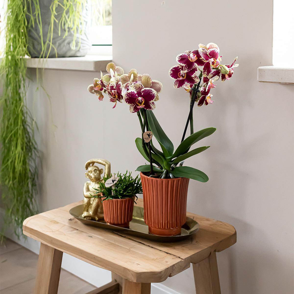 Kolibri-Orchideen | Pflanzenset Culture Cocktail Terrakotta klein | Grüne Pflanzen mit Phalaenopsis-Orchidee in dekorativen Retro-Terrakottentöpfen und goldenem Tablett