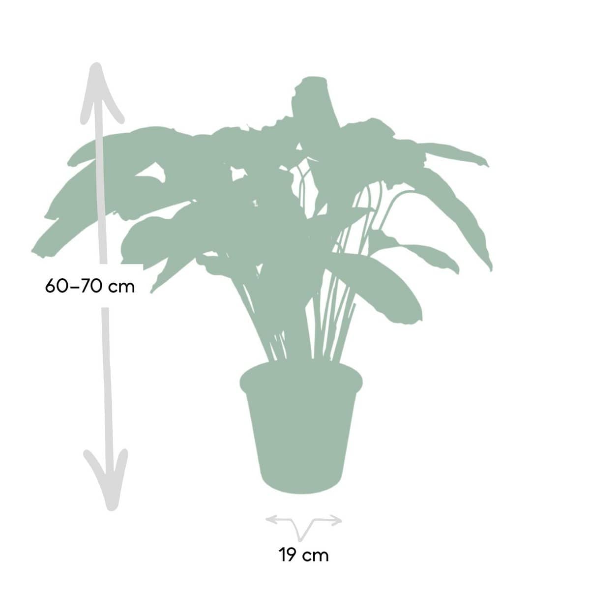 Calathea Flamestar - Ø19cm - ↕75cm - HOLE-X-WORLD