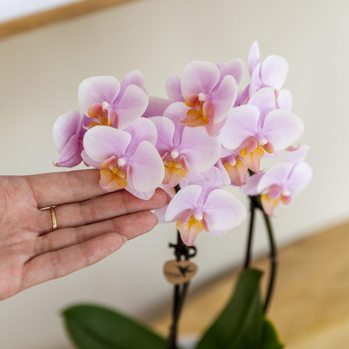 Kolibri-Orchideen | KOMBI-ANGEBOT mit 2 rosa Phalaenopsis-Orchideen - Andorra - Topfgröße Ø9cm | blühende Zimmerpflanze – frisch vom Züchter