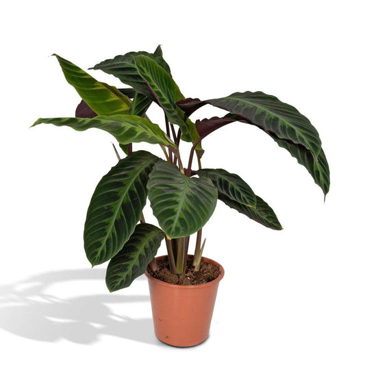 Calathea Warscewiczii - Pfauenpflanze - Ø19cm - ↕70cm - HOLE-X-WORLD