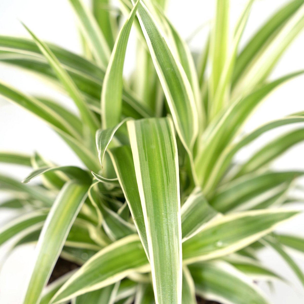 Chlorophytum - Graslilie - Ø12cm - ↕25cm