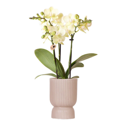 Kolibri-Orchideen | gelbe Phalaenopsis-Orchidee - Mexiko + Diabolo-Topfsand - Topfgröße Ø9cm | blühende Zimmerpflanze – frisch vom Züchter