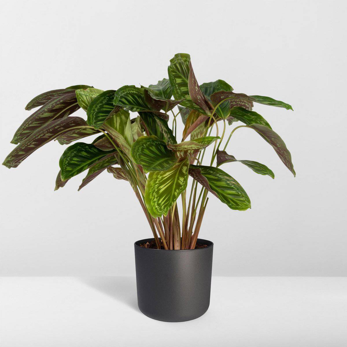 Calathea Flamestar - Ø19cm - ↕75cm - HOLE-X-WORLD