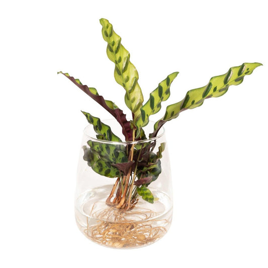 Calathea Insignis aus Kingstonglas - ø12cm - ↕30cm