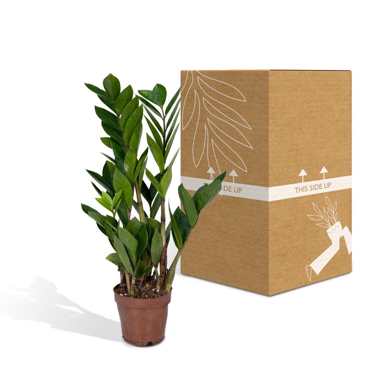 Zamioculcas Zamiifolia - Smaragdpalme - ø12cm - ↕40cm