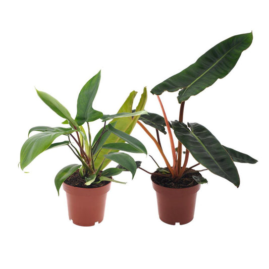 Philodendron Duo Billietiae / Florida Green - 2 Stück - Ø12cm - ↕25cm