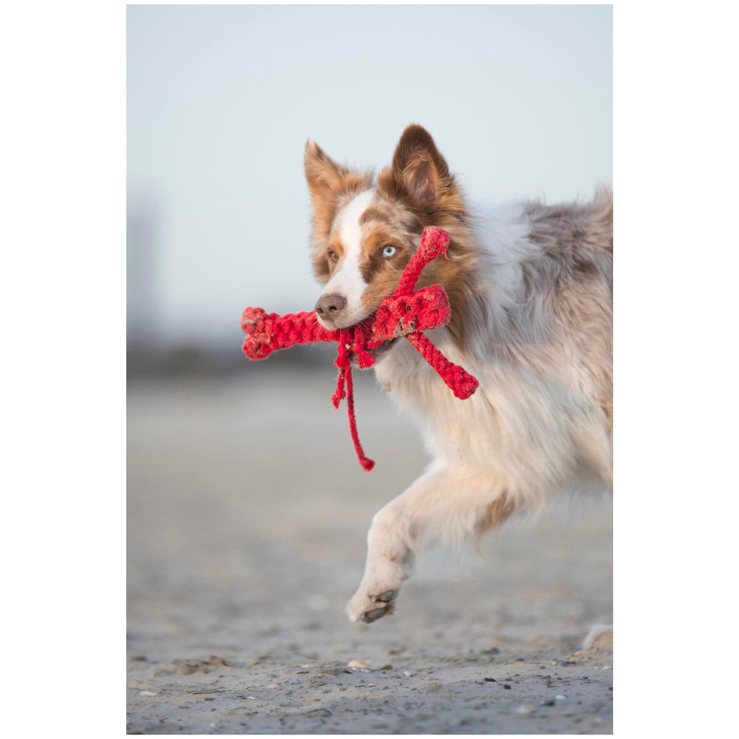 LABONI Big Ocean - Spielzeug-Set für Hunde aus zahnpflegendem Baumwolltau