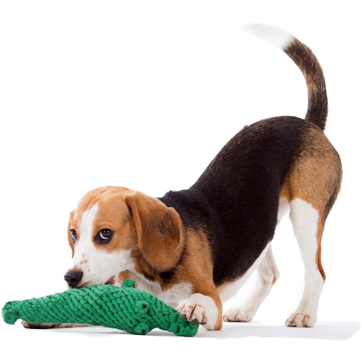LABONI Wild Life - Spielzeug-Set für Hunde aus zahnpflegendem Baumwolltau