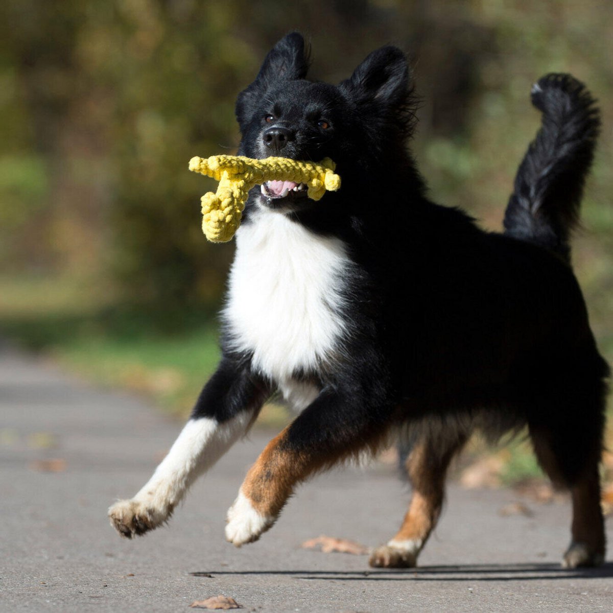 LABONI Wild Life - Spielzeug-Set für Hunde aus zahnpflegendem Baumwolltau